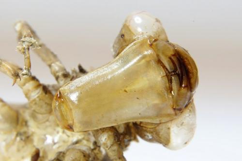Aeshna grandis